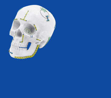 Sistem Pelapisan Mandibula